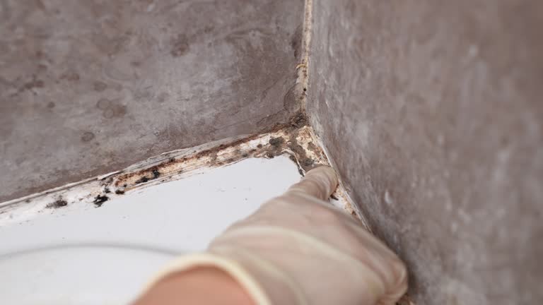  Fellsburg, PA Mold Removal Pros