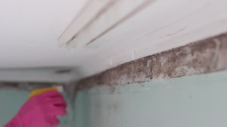 Best Biohazard Mold Removal  in Fellsburg, PA